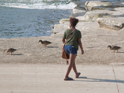 The ducks came closer and she ran away screaming.