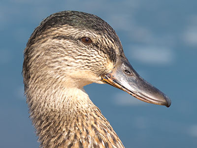 There are two spots of light in this duck`s eye.  One is natural (the sun) and the other is from me (my flash).