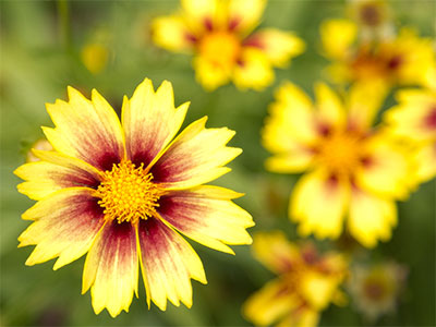 When all else fails, I can always take pictures of flowers.