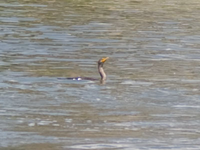 I`ve seen the cormorant three times now (see June 21, 2017).  Today I learned that it dives under water to hunt.
