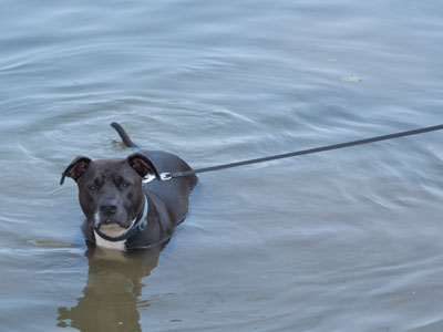 Also seen in the river today.