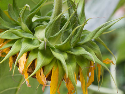 That evening sunflower go down.