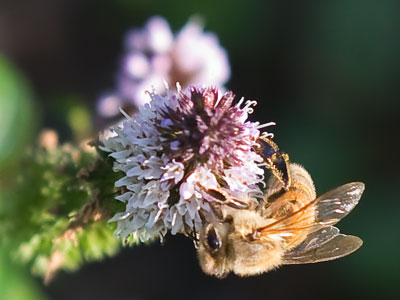 They start working much earlier than I do.