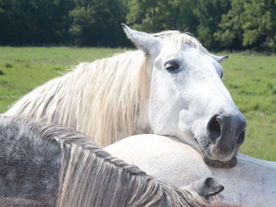 It`s hot today.  The horses stumble half asleep across the fiel`s;   An` a host o` teasin` fancies o`er my burnin` senses steals.  PAUL LAURENCE DUNBAR