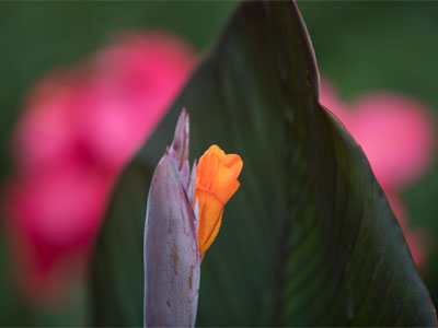 A reclusive flower reluctantly emerges.