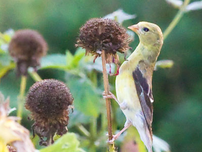 A bird`s daily life is mostly about eating.