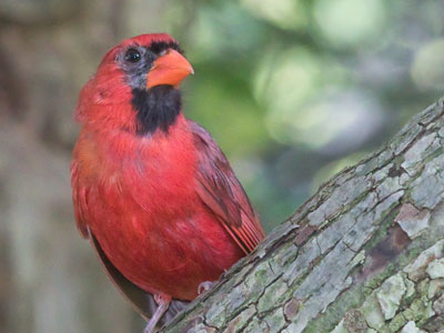 If you sit quietly, you never know who might come along.