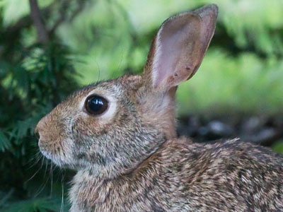 Why I should always keep carrots in my pocket.