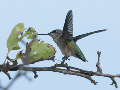 This isn`t the hummingbird photo that I wanted, but it`s the hummingbird photo that I got.
