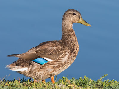 Mornings by the river used to mean lots of waterfowl.  Today it was only me and this meandering mallard.