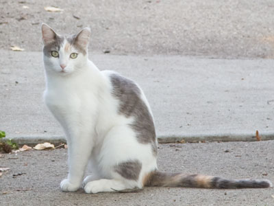 Why are cats allowed to do things that dogs aren`t?