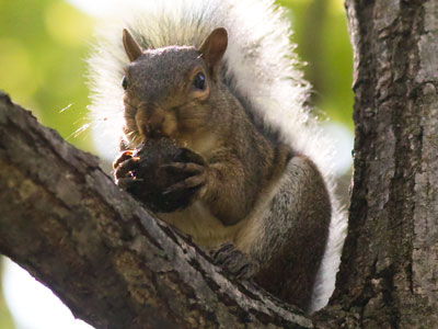 Why I don`t park under this tree in the late summer.