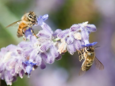 Two bees, or not two bees?