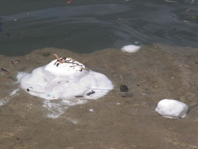 There is something white and foamy on the river today.  Nature`s cupcake?