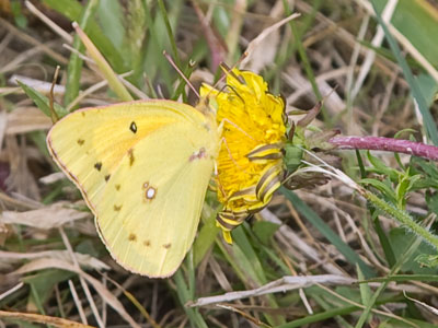 There may still be butterflies in other parts of the world, but they`re getting pretty scarce around here.