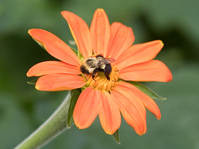 Not buzz-ing, just zzz-ing.