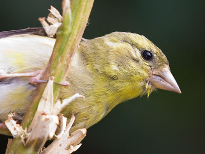This finch`s greed for seed kept it sitting still on this plant as I got closer and closer with my camera.