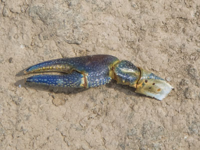 It hurt a lot, but it`s already starting to grow back.