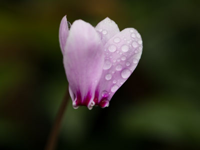 After a day of terrible photos, perfection presents itself.