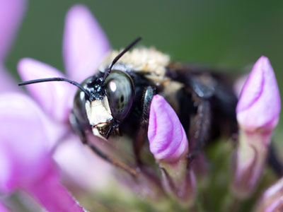 Nearing the end of its brief life.  We can learn from bees.