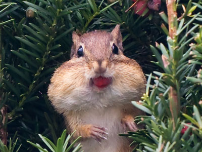 I feel the same way about macaroni and cheese.