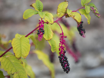 Nature flourishes from a pile of bricks in a vacant lot.