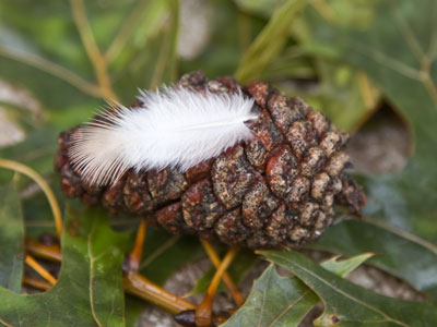 Great moments in evolution.