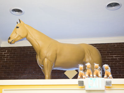 There was a horse named Pinkie in the lobby.