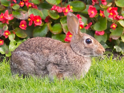 Despite my intimidating presence, this bunny continued to calmly munch grass.