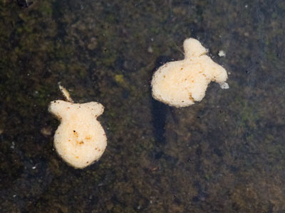 I like watching goldfish in the pond.