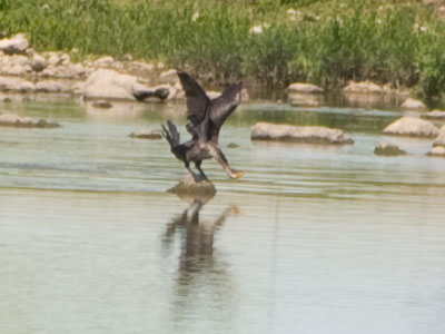 Meanwhile, the great cormorant was also fishing (see August 15, 2017 ).