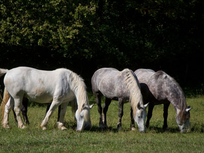 Walking through these woods this morning, I considered moving out here and just disappearing from the world.