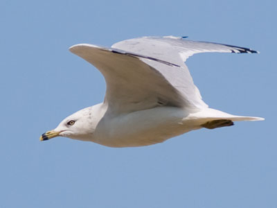 Birds have freedom, as well as a short and difficult life.