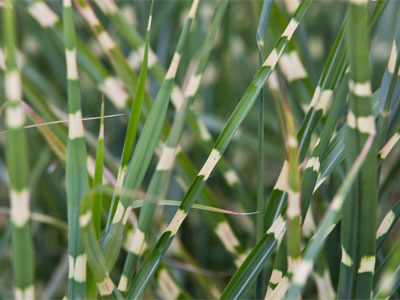 The grass is taller than me.