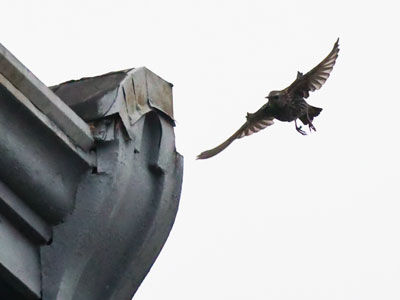Pigeons and starlings battle for air superiority.