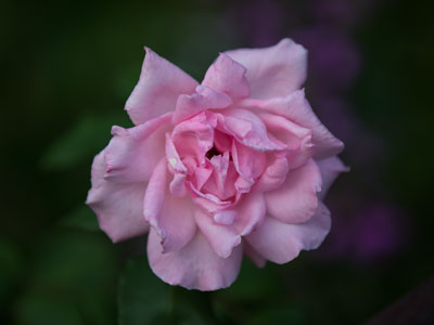 Youthful beauty is fleeting (see September 12 above).