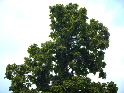 Where broccoli comes from.