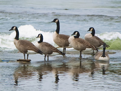 In the air, it`s a skein.  On the ground, it`s a gaggle.