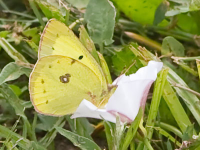 During lunchtime I become a nature photographer.