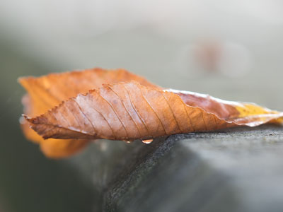 I guess it must be fall.