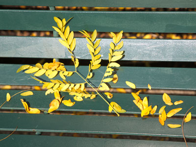 Oh look, more leaves.