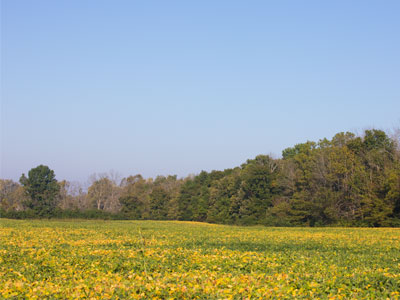 The horse show was the opposite direction, but the field was full of color, chasing birds and migrating monarchs.