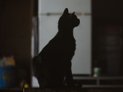 Barn cats don`t need no litter box or plastic mice.