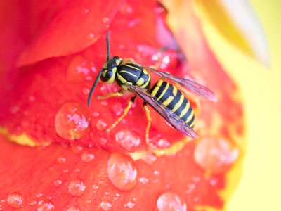 I was already shooting this flower when the bee landed.