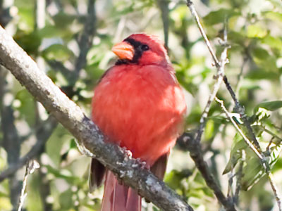 Cardinals give away their location with their loud chirp.