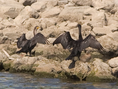 There are now at least three great cormorants living on the Great Miami River (see September 8 above).