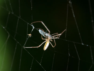 Just wrapping up lunch.