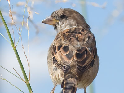 No one`s eye is on the sparrows, though we live nearby.  Who pays attention to their beautifully colored feathers?