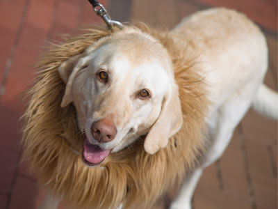 I avoid people, but am drawn to animals.