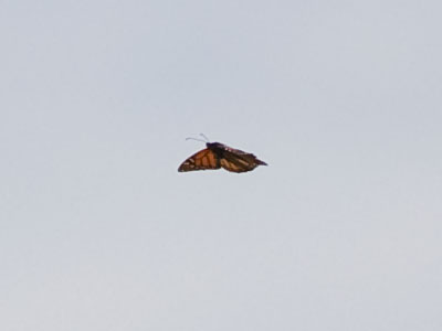 I saw many migrating monarchs, but got just one photo.